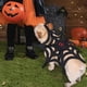 thumbnail image 5 of Disfraz de araña Disfraz de mascota Disfraz de araña de Halloween Perros Gato Decoraciones Disfraces para mascotas Ropa de perro para fiestas Disfraz de carnaval Disfraz de telaraña para mascotas, 5 of 5