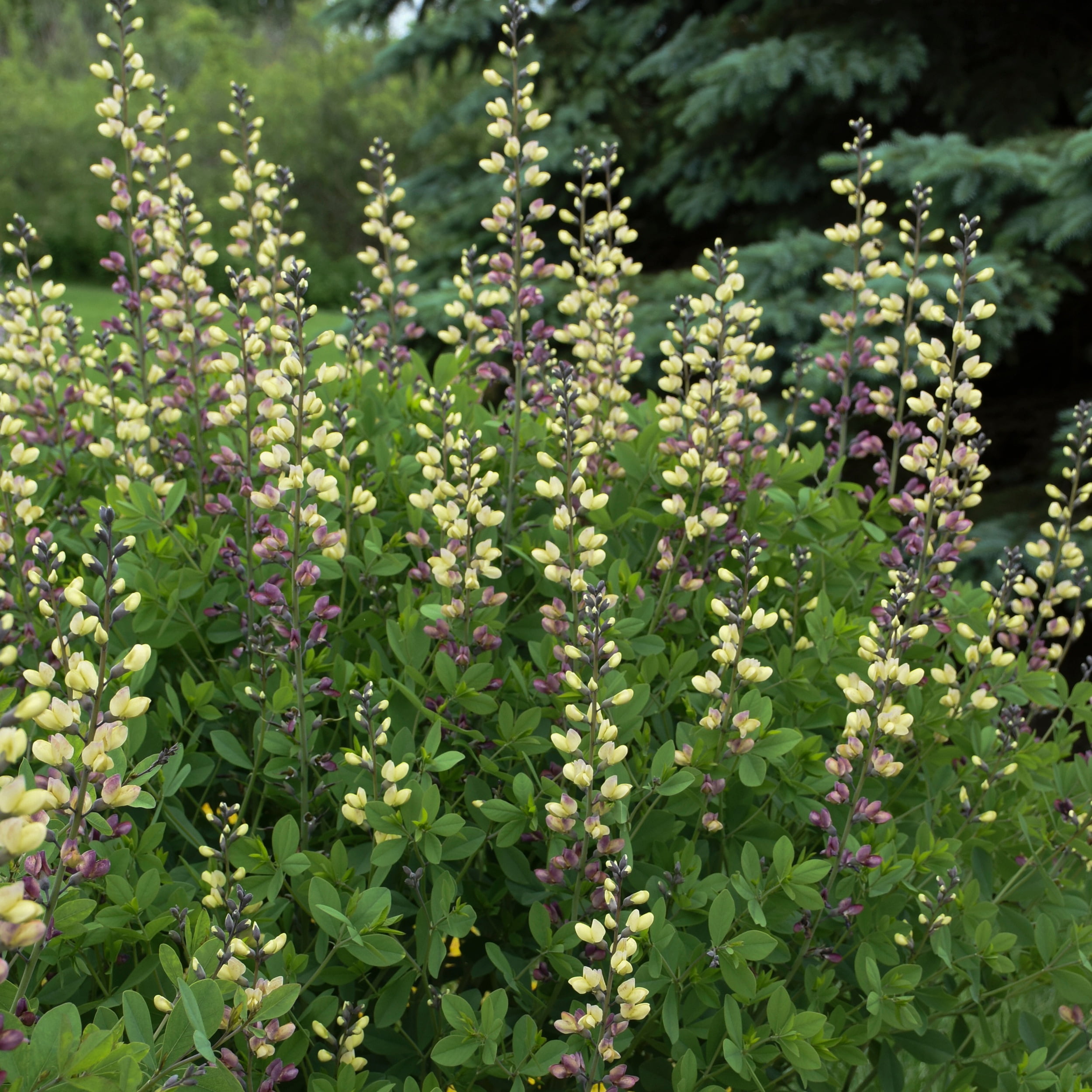 Proven Winners 1 Gallon, Decadence Deluxe 'Pink Lemonade' False Indigo (Baptisia), Live Plant, Pink and Yellow Flowers 1 Pack