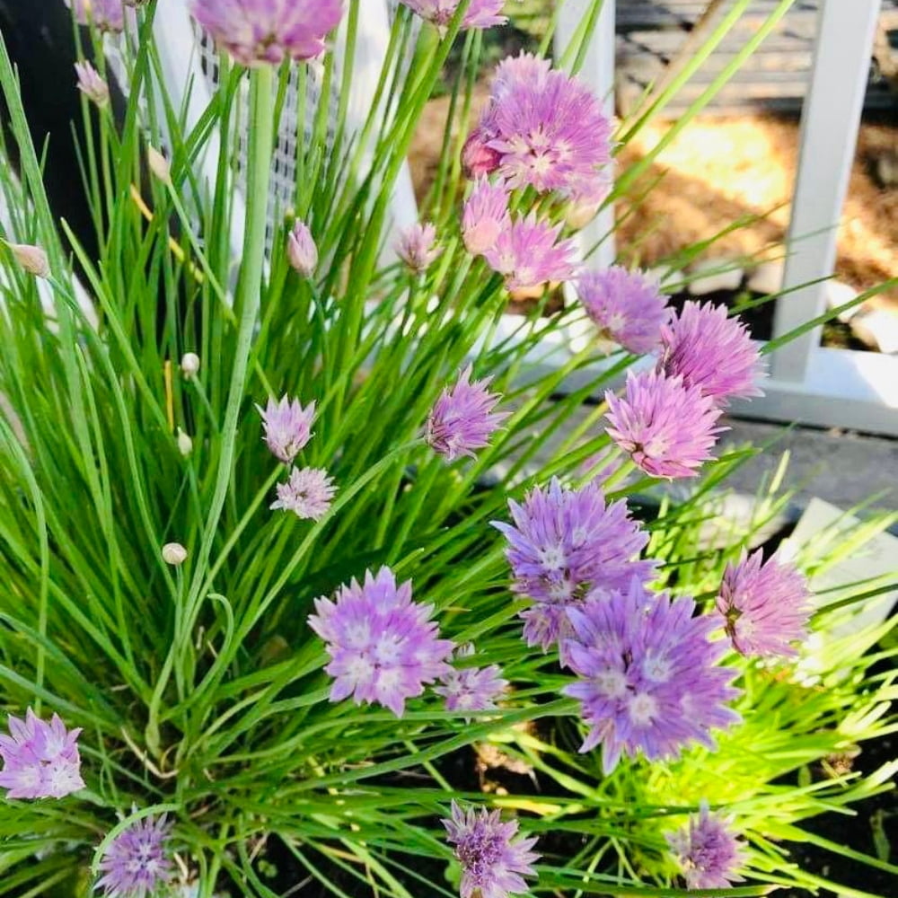 20 Mature Live Chive Plants, Live Garlic Chives Indoor Outdoor Landscape, 3-5'' Tall