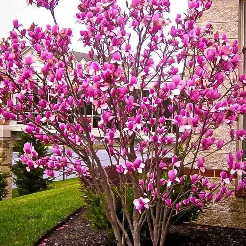 Expert Gardener 3-4 ft tall Jane Japanese Magnolia Live Tree in 7-Gallon Grower Pot