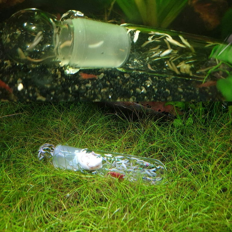 Summark Aquarium Supplies Clear Glass Planaria Trap Catch Trap for Cherry  Shrimp Crystal Red Shrimp Dwarf Shrimp