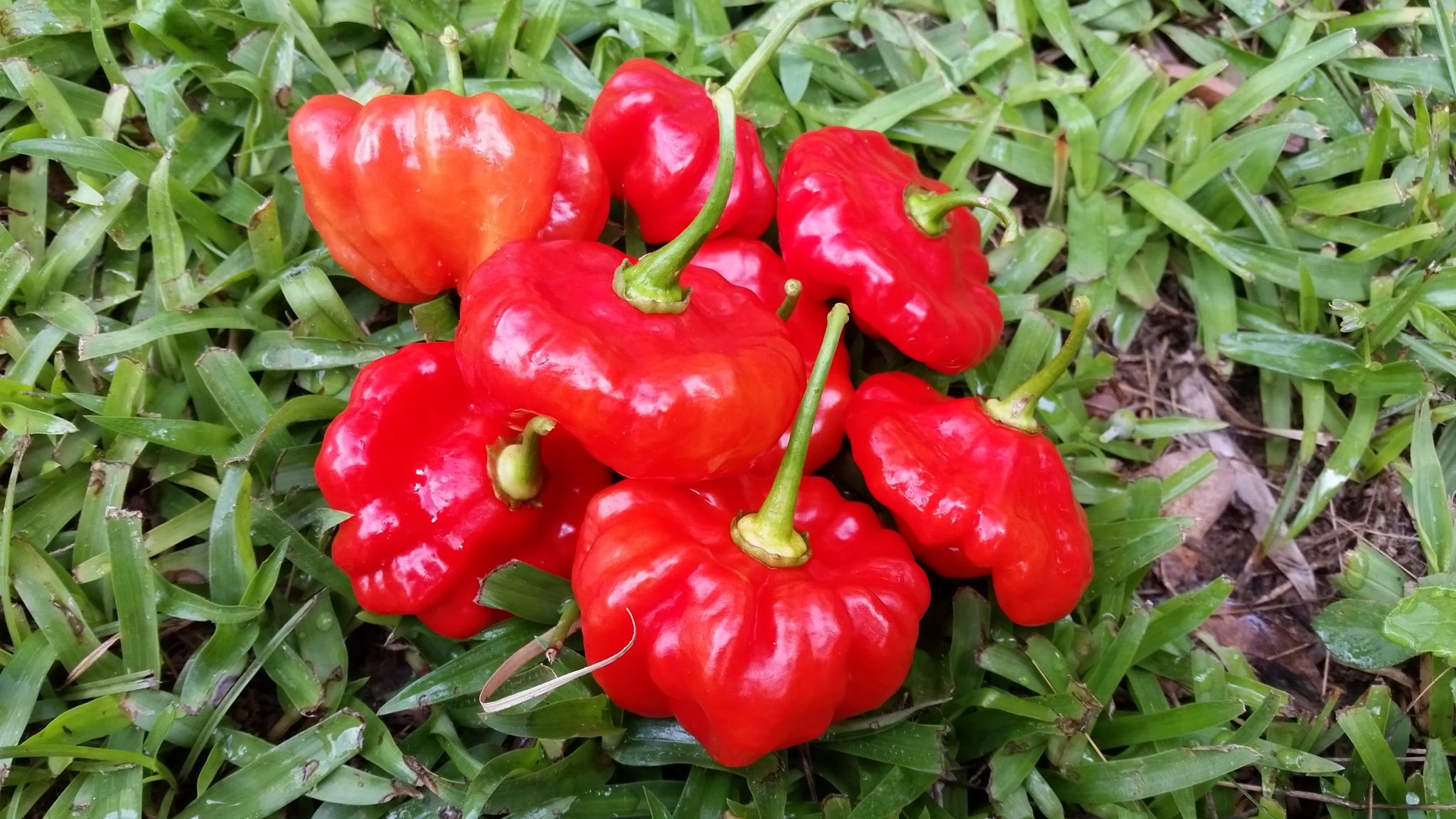 Aji Dulce / Seasoning Peppers Organic Seeds