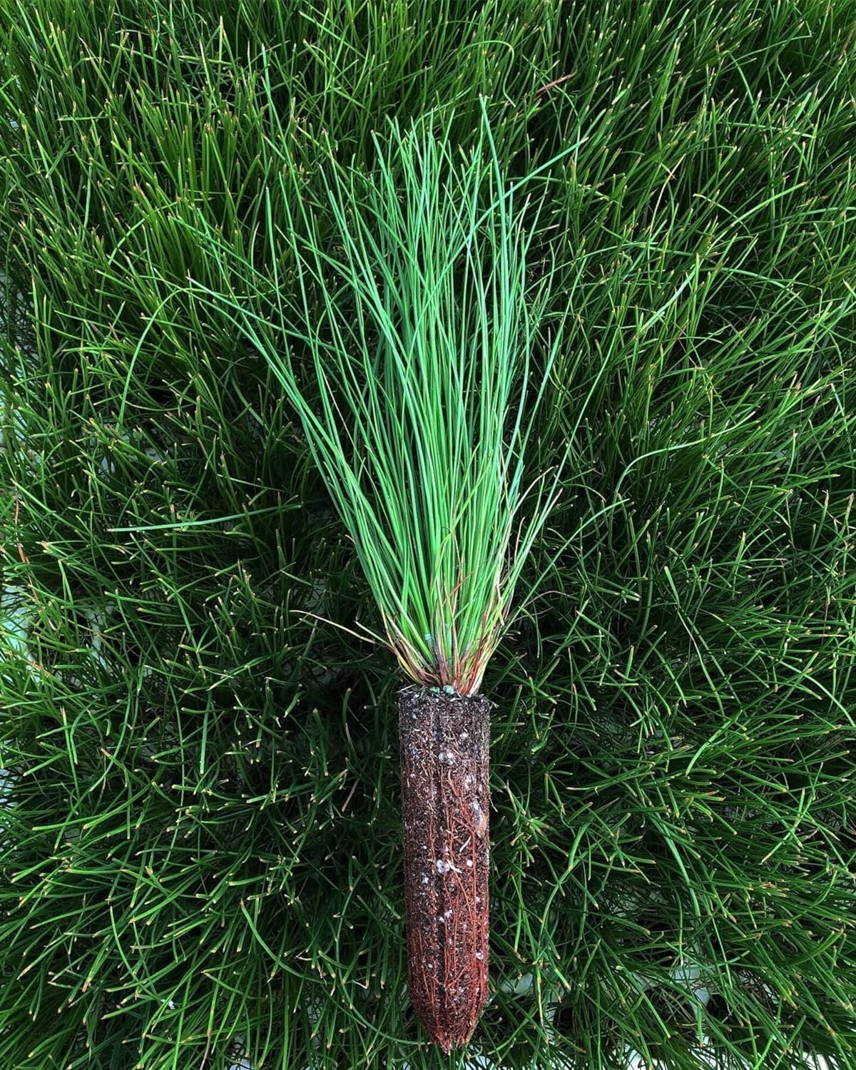 Longleaf Pine Tree  3 Live Plants  Pines Palustris  Hardy Fast Growing Evergreen Eco-Friendly Trees