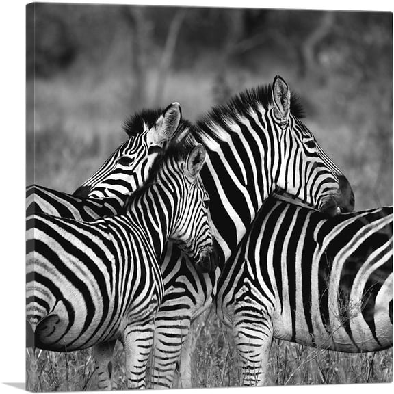 ARTCANVAS Zebras Home Decor Square Canvas Art Print - Size: 12" x 12" (0.75" Deep)
