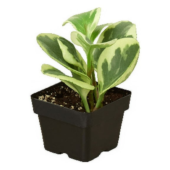 Peperomia 'Marble' - 3" Pot, Low Light Plant