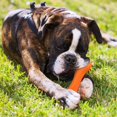thumbnail image 3 of Jouets pour Chiens Mâcheurs Agressifs Jouet Os de Chien SuperChewy Résistant, 3 of 5