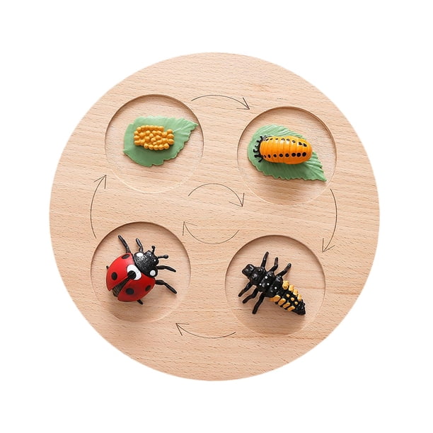 Biología del ciclo de crecimiento montessori, juguetes educativos de ciencia, rompecabezas de madera, para juegos, presentaciones, fiesta de juego de interiores Mariquita Baoblaze Bandeja de círculo de vida