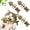 3pcs Green, variant on 2026 New Catnip & Silvervine Chew Fish Bone Cat Toy, Natural Wooden Chew Stick for Cats, Interactive Kitten Teething Play, Self Play Boredom Relief