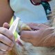 thumbnail image 2 of Ganfancp Afeitadora de Pies para Mascotas Afeitadora Reparadora de Pies para Perros con Luz 20Ml Artículos En Liquidación 1 Afeitadora; 1 Cepillo de Limpieza; 1 Aceite de Mantenimiento; 1 Cable de Ca, 2 of 7