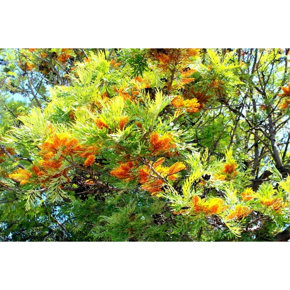 CZ Grain 30 Silky Oak Tree Plant Seeds, Fast Growing Evergreen