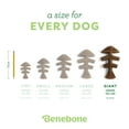 thumbnail image 4 of Benebone Fishbone Durable Dog Chew Toy for Aggressive Chewers, Real Fish, Giant, 4 of 6