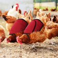 thumbnail image 4 of 3 Pieces Standard Chicken Saddle Hen Apron Feather Fixer Adjustable Straps Chicken Jacket Straps Poultry Protector Apron Supplies Hen Protector for Small, Medium and Large Hens, Protect Back, 4 of 7