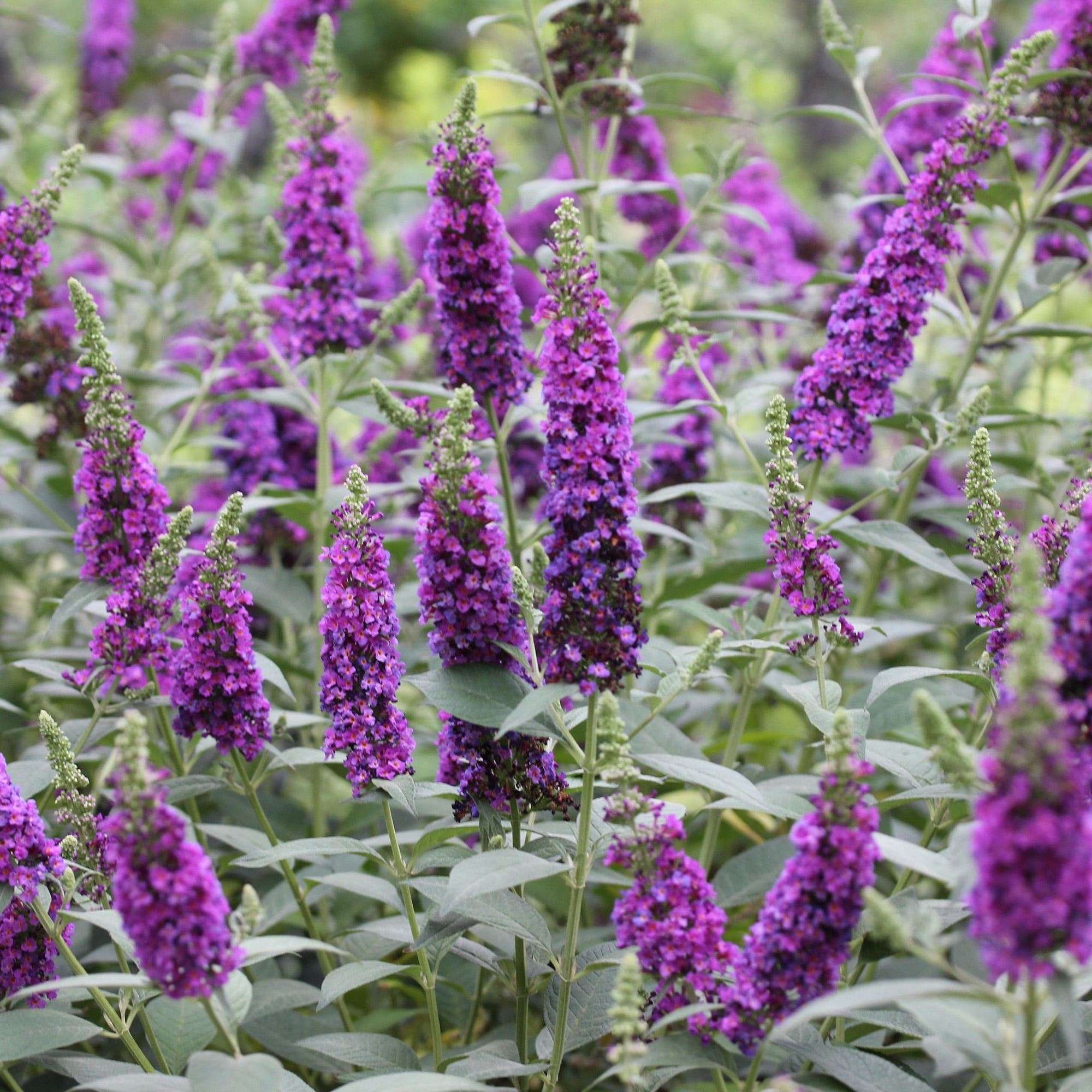 Proven Winners Miss Violet Buddleia Live Shrub (2 Gallon)