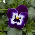 thumbnail image 2 of Expert Gardener 4-pack Blue Purple Viola Annual Flowers Outdoor Live Plants Full Sun, 2 of 5