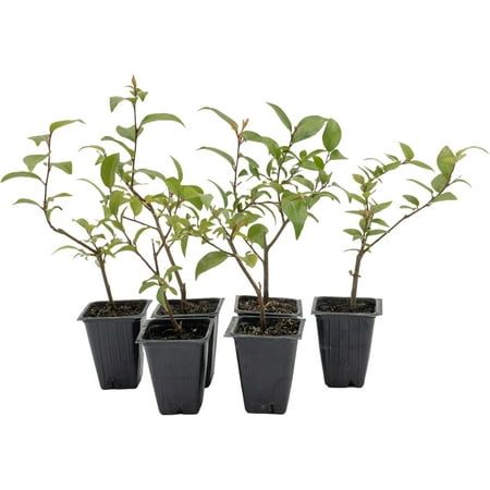 6 Xylosma Congestum, Live Plants – Shiny Xylosma in 2.5” Nursery Cubes – Fast-Growing, Low-Maintenance Evergreen Shrub for Hedges & Landscaping