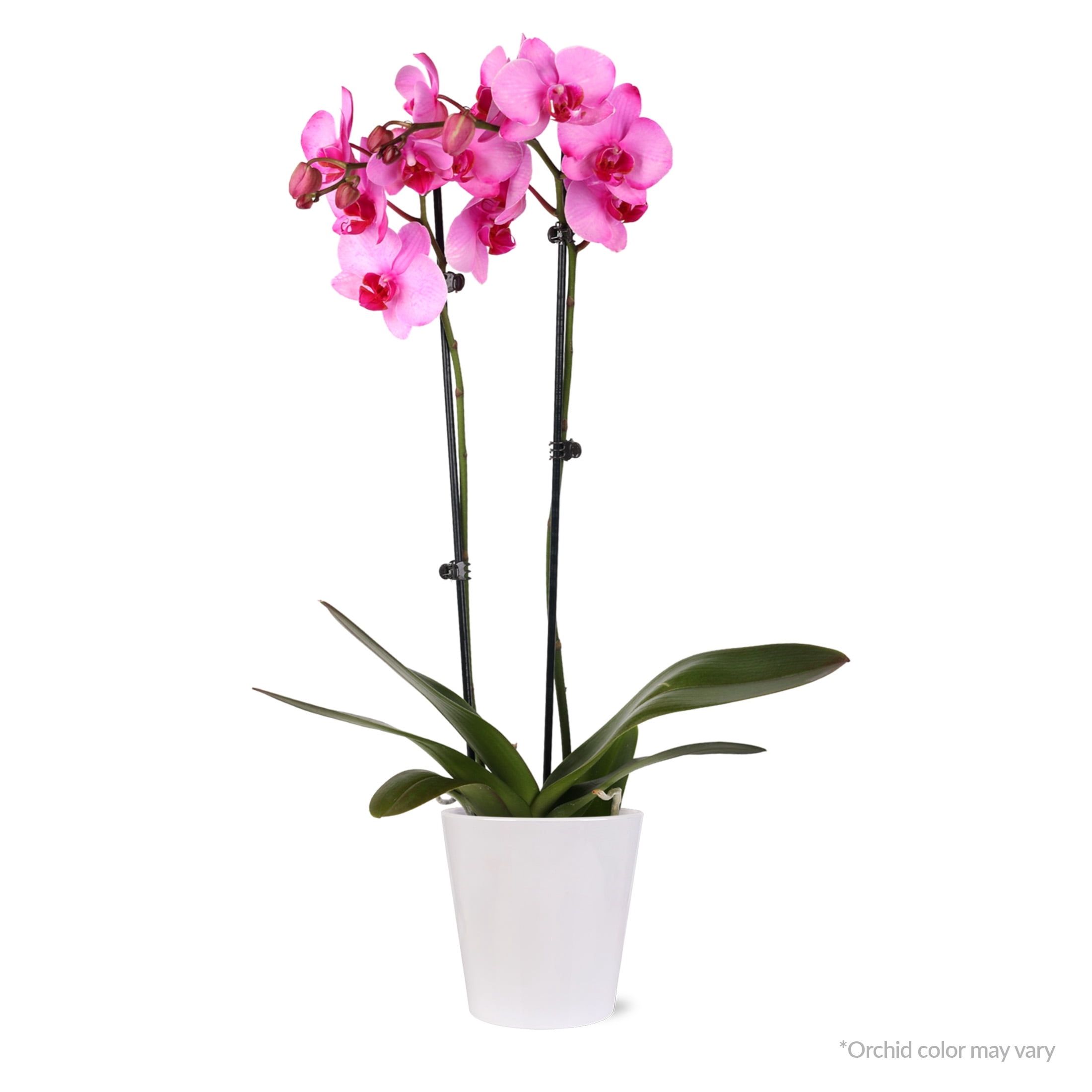 Just Add Ice 16-30" Watercolor Orchid Live Plant in 5" White Decorative Pot