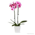 thumbnail image 4 of Just Add Ice 16-30" Watercolor Orchid Live Plant in 5" White Decorative Pot, 4 of 7
