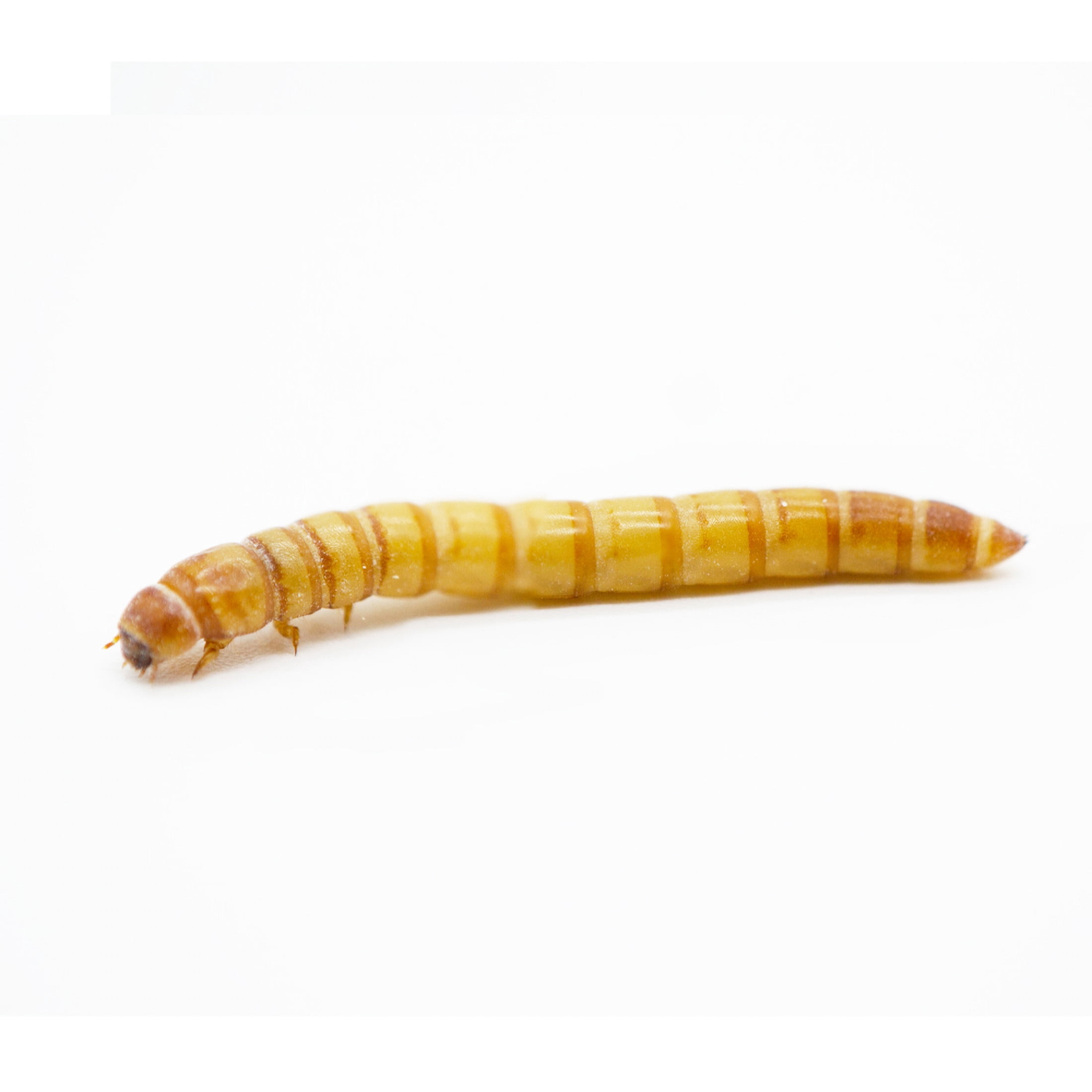 ReptiCulture Giant Mealworm 100 ct