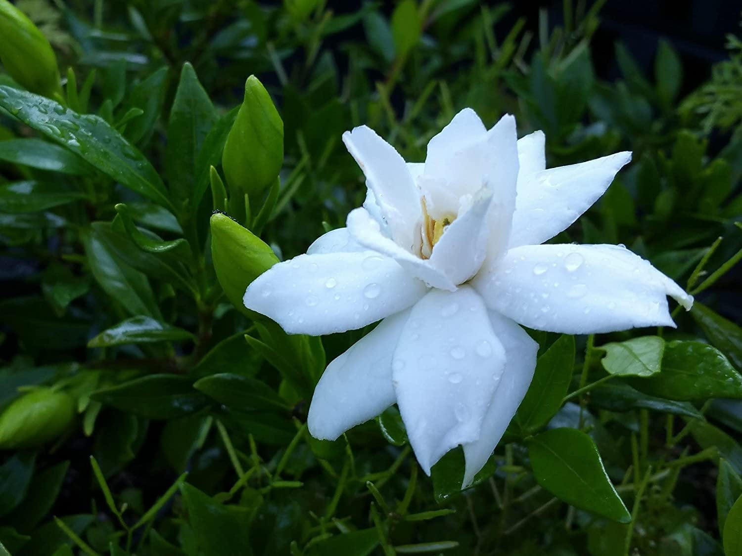 Gardenia Radicans Dwarf  3 Live Plants  Fragrant Blooming Shrub  Gardenia Jasminoides Cape Jasmine