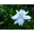 thumbnail image 5 of Gardenia Radicans Dwarf  10 Live Plants  Fragrant Blooming Shrub  Gardenia Jasminoides Cape Jasmine, 5 of 9