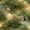 Color 3, variant on Peel and Stick Wallpaper Soft Watercolor Mallard Ducks Peaceful Wetland Wild Grass Wall Mural 17.7in x 9.8ft Self Adhesive Removable Wall Paper Renter Friendly Wallpaper for Farmhouse Bedroom