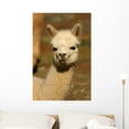 thumbnail image 1 of Baby Alpaca Wall Mural by Wallmonkeys Peel and Stick Graphic (36 in H x 24 in W) WM151930, 1 of 4