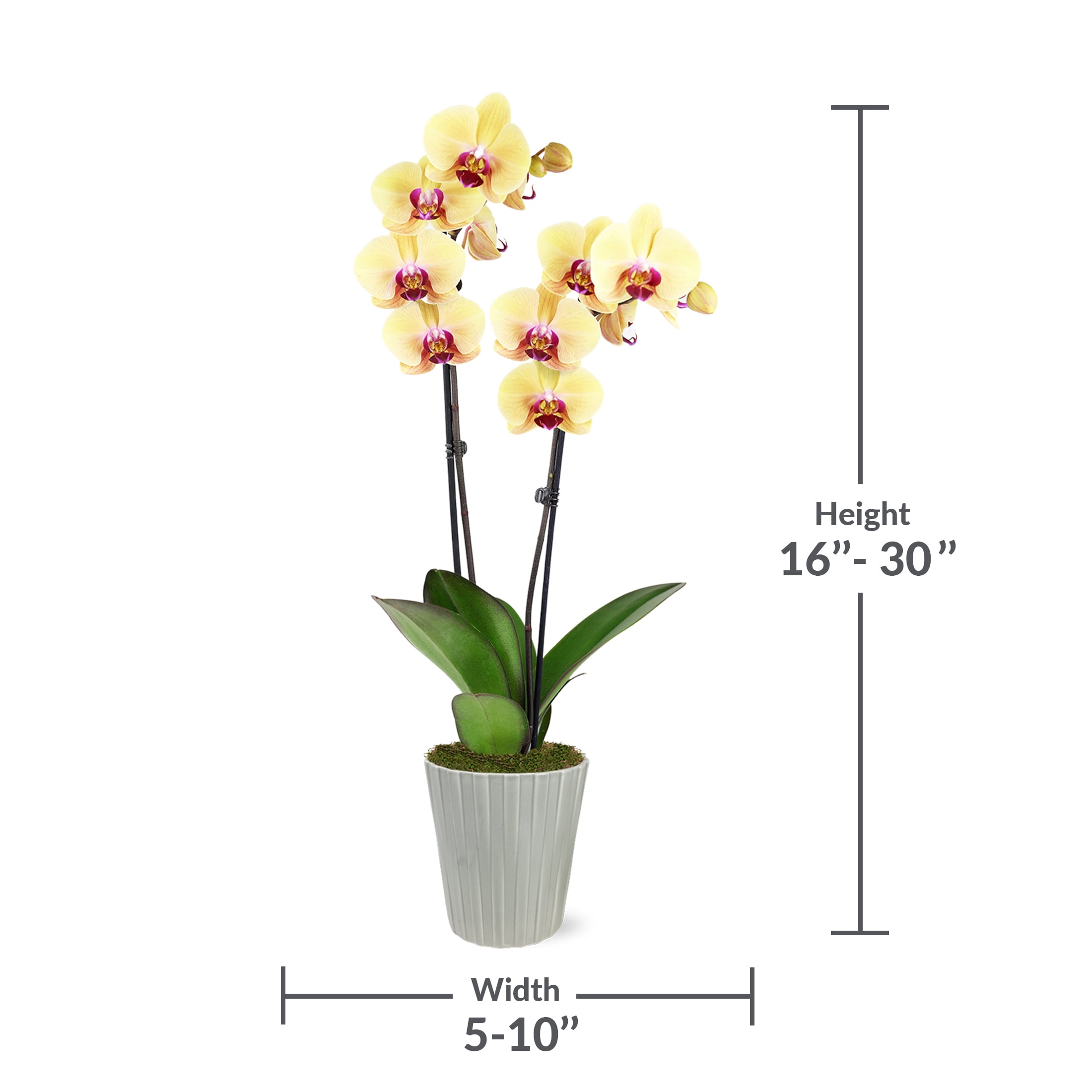 Just Add Ice 16-30" Yellow and Purple Premium Orchid Live Plant in 5" Grey Ceramic Pot, House Plant