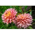 thumbnail image 2 of Engelbrecht, Lisa S. 14x11 Black Ornate Wood Framed with Double Matting Museum Art Print Titled - Dahlia, 2 of 4