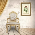 thumbnail image 3 of Vision Studio 17x24 Gold Ornate Wood Framed with Double Matting Museum Art Print Titled - Red Curtis Botanical III, 3 of 4