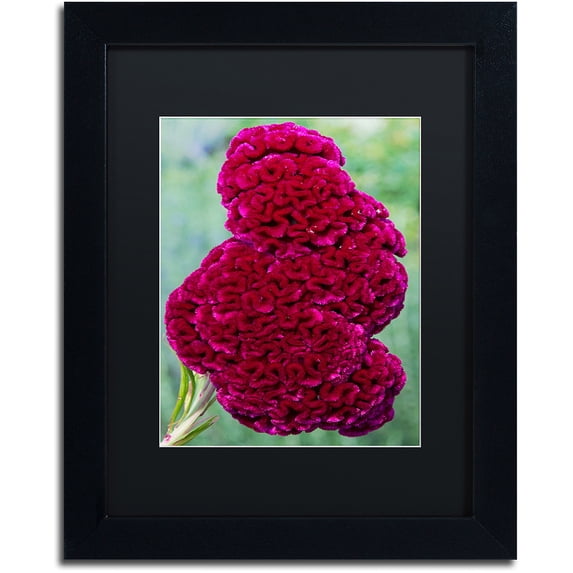 Trademark Fine Art Kurt Shaffer 'Coxcomb Flower' 16 x 20 Framed Art Print (886511702486)