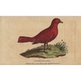 thumbnail image 2 of Summer Red-Bird, Tanagra Aestiva Poster Print By ® Florilegius Mary Evans (36 X 24), 2 of 4