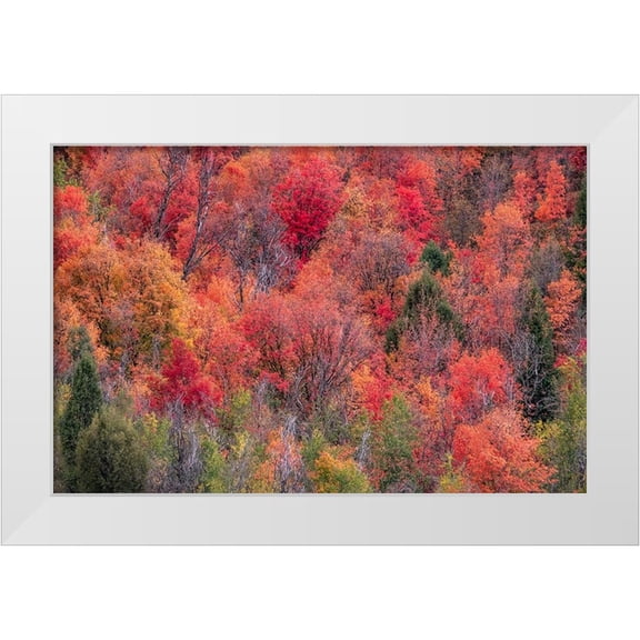 Gulin, Sylvia 14x11 White Modern Wood Framed Museum Art Print Titled - USA-Idaho-St Charles-hillside along dirt road 411 and Fall colored Canyon Maples in Reds