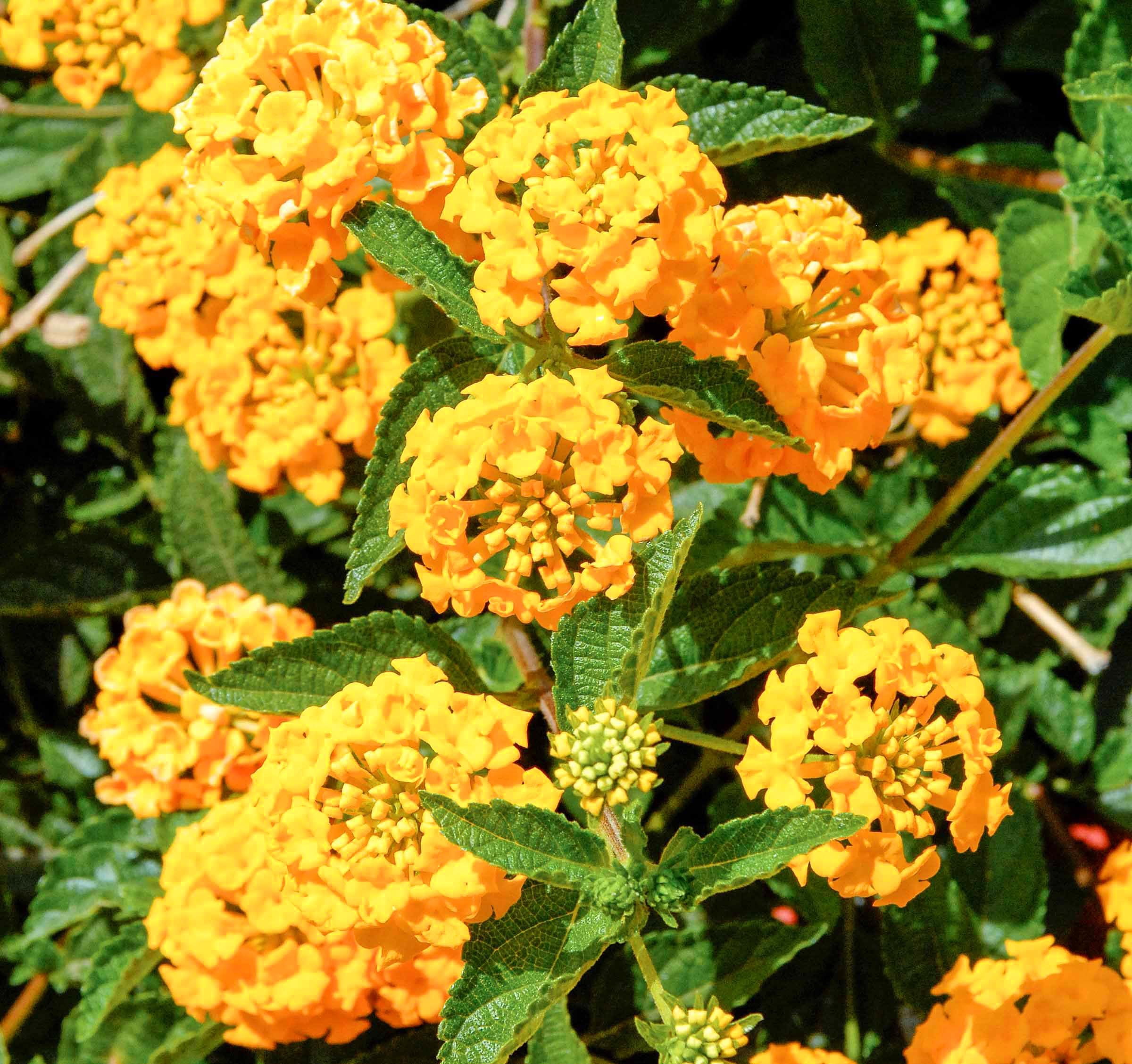 Lantana New Gold I 3 Live Plants I Verbenaceae Camara I Live Vibrant Golden Yellow Flowers, Heat and Drought Tolerant, Ideal for Hanging Baskets and Borders