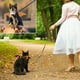 thumbnail image 5 of Disfraz de Halloween para gato, alas de murciélago, ropa para mascotas, accesorios de vestir para fiesta de Halloween, accesorios para gatos, perros pequeños, cachorros, gatitos, 5 of 5