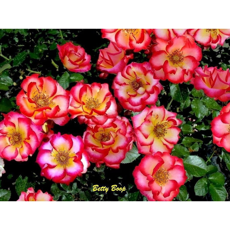 blush plant Impatiens | Proven Selections SunPatiens Compact Orchid Blush main image 1