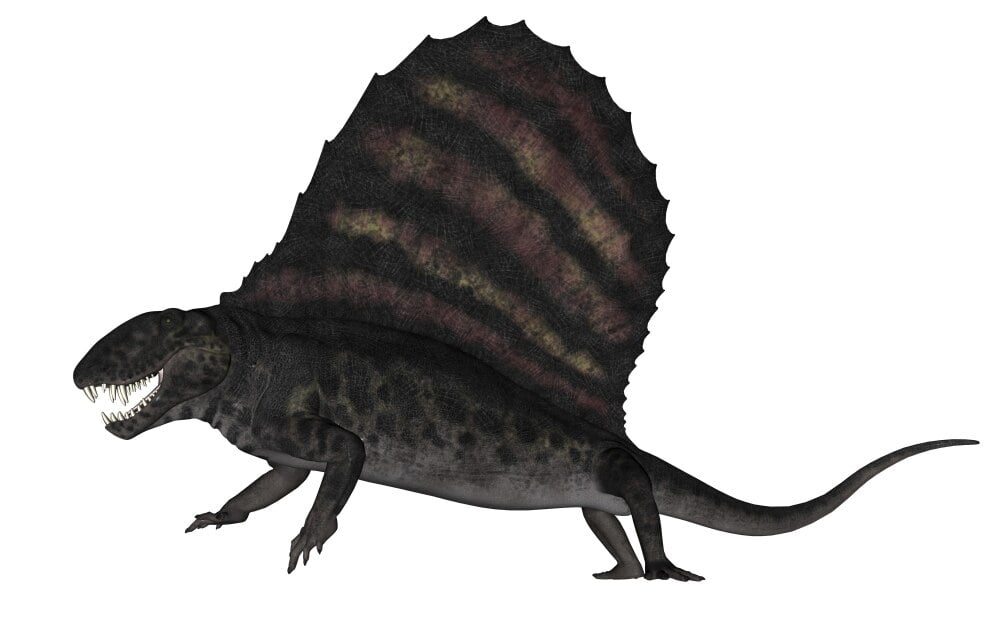 dimetrodon is a dinosaur