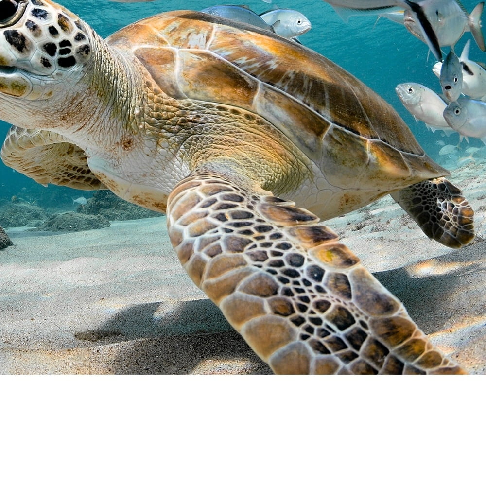 Under the Sea Animals-14"x14" Canvas Artwork - Multi-Color 30 x 30