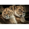 thumbnail image 2 of Ronin 24x17 Gold Ornate Wood Framed with Double Matting Museum Art Print Titled - Lionesses, 2 of 4