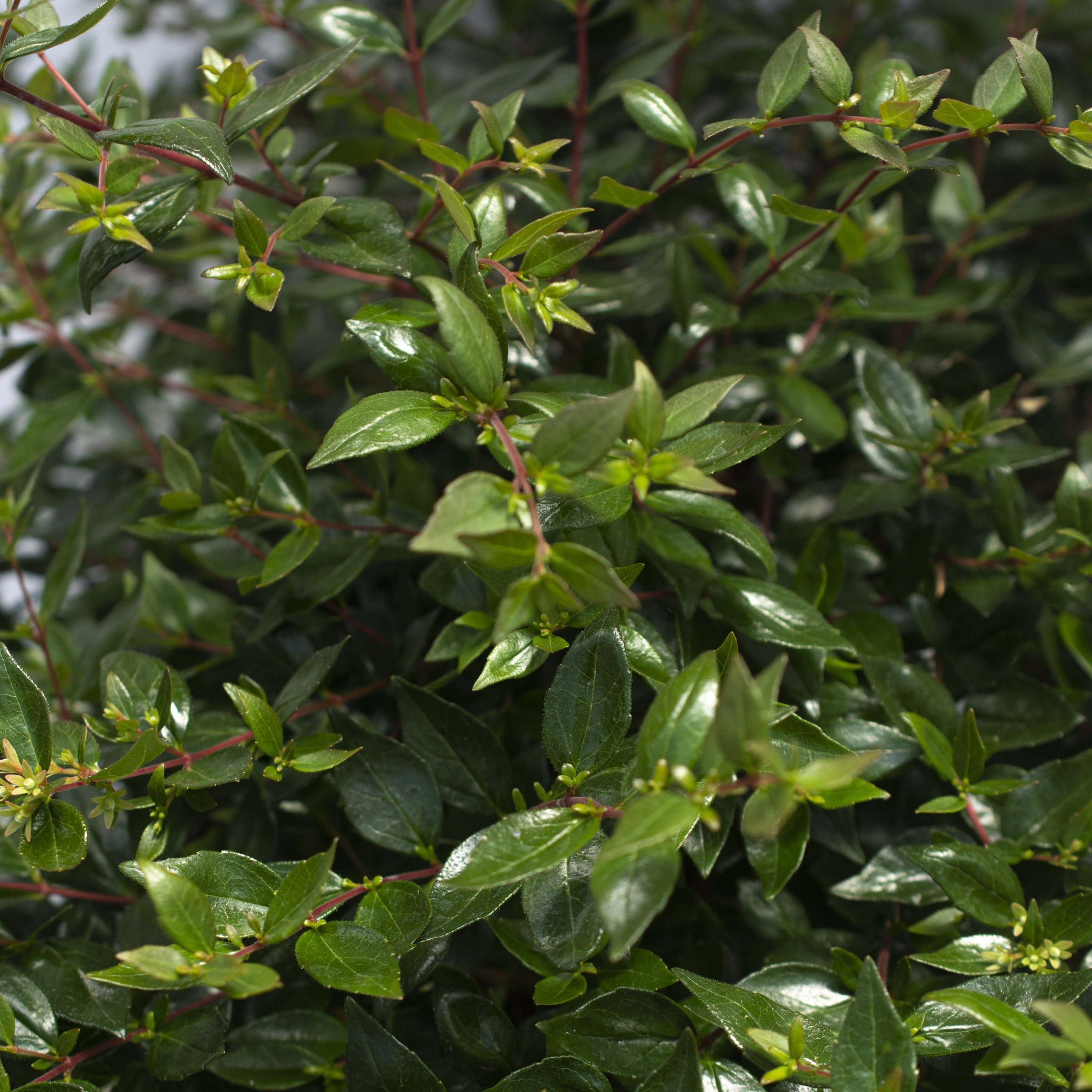 3 gal. Abelia Apple Perfection Shrub with White Flowers