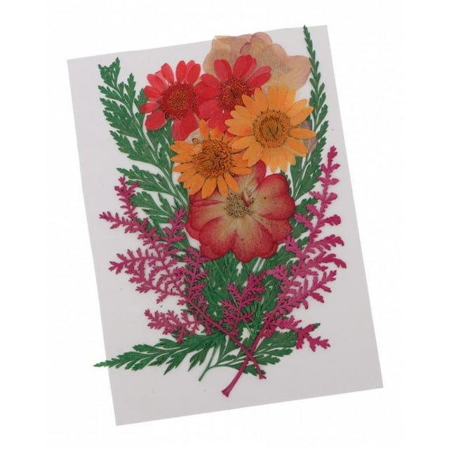 Flores secas mixtas para álbum de recorte funda para teléfono, manualidade decoración DIY, ve escaneada Zulema Flores secas prensadas naturales