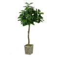 thumbnail image 2 of D&W Silks 6' Fiddle Leaf Fig Tree in Weathered Wood Box Planter, 2 of 2