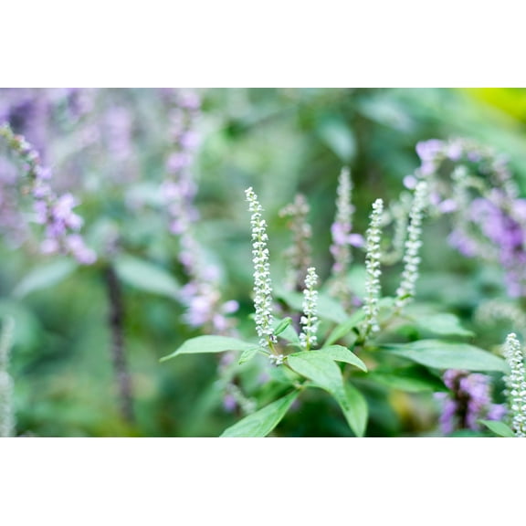 100 MINT BUSH White Elsholtzia Stauntonii Alba Chinese Mint Fragrant Shrub Seeds