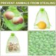 thumbnail image 2 of 100 Pieces 30x40cm Grape Protection Bag Green Fruit Protection Bag with Drawstring Organza Bag Transparent Mesh Bag Prevent Wasps Drosophila Insects B, 2 of 4