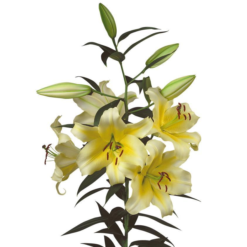 5 "Fresh" Oriental Conca D'Or Lily Lilium Large 3" Live Plant Bulb 