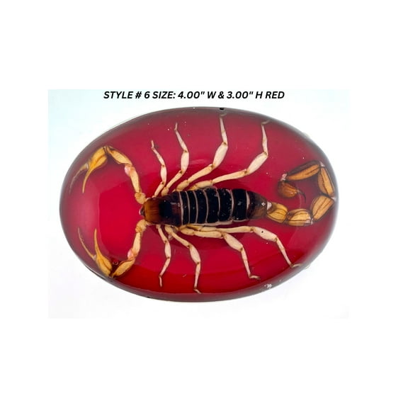 Spider Real Insect Belt Buckle Red Western Cowboy Rodeo Style Fashion Costume New Big