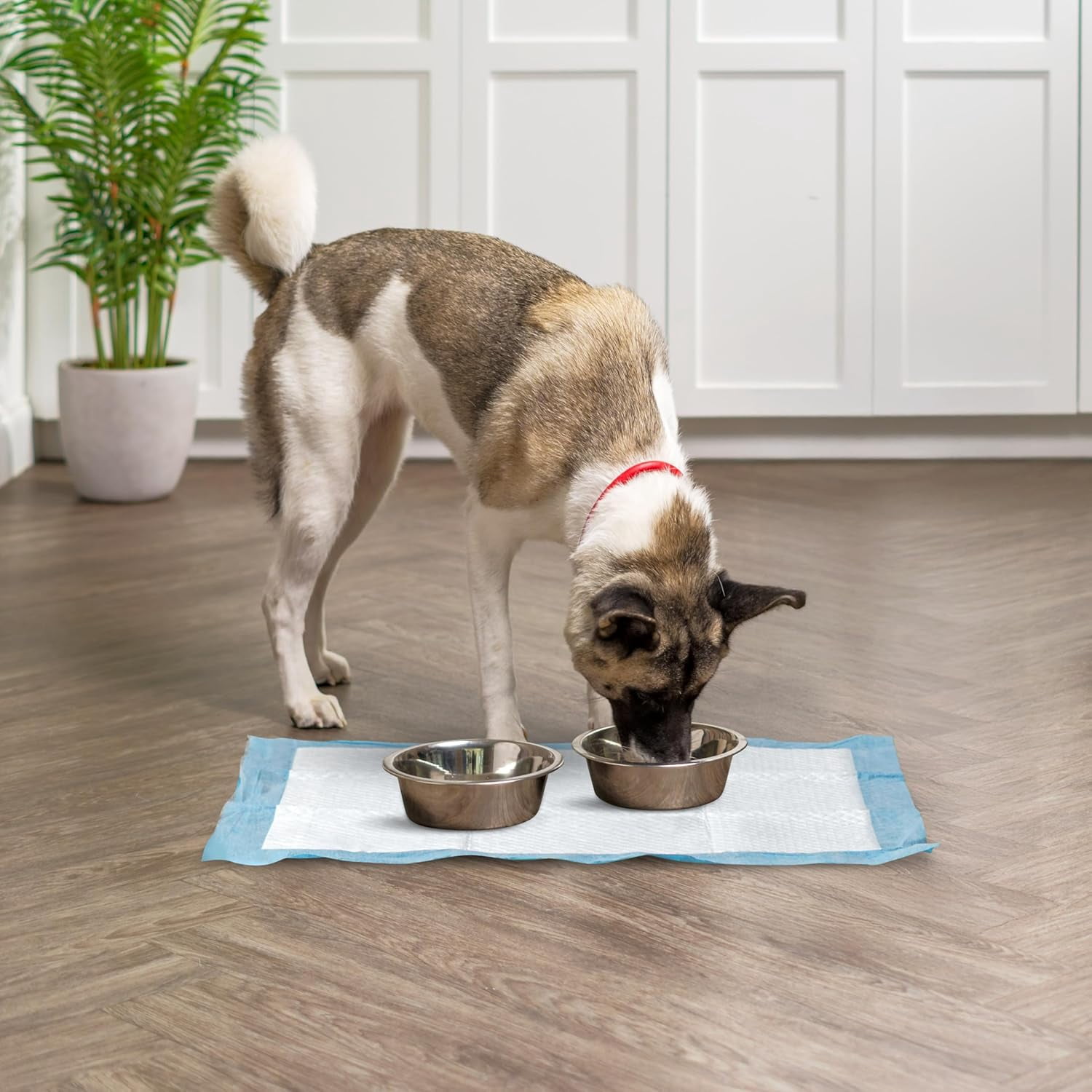 IRIS Puppy Pads with Quick-Dry Leak-Proof Design for Potty Training, Regular Size 22x22 In, 100 Count