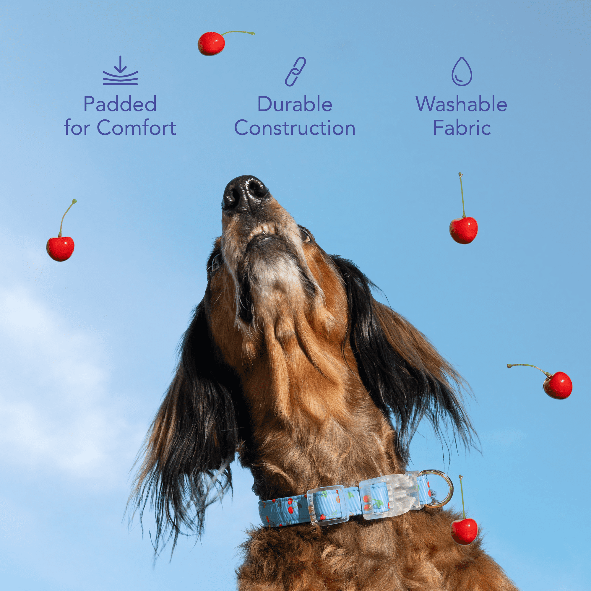 Oodles Blue Tart Cherries Adjustable Fashion Dog Collar, Medium