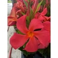 thumbnail image 4 of Mandevilla, New! Maui Sunset, Starter Plants, Lot of 2, 4 of 6