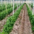 thumbnail image 1 of Fyydes Garden Netting,Large Trellis Netting Plant Climbing Net Garden Vegetable Climbing Support Mesh for Pea Cucumber Vine,Plant Net, 1 of 8