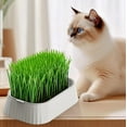 thumbnail image 3 of Cat Grass Planter for Indoor Hydroponic Wheatgrass Seed Sprout Tray Organic Cat Grass Growing Kit (No Seeds Included) Soilless Pot Planting Box, 3 of 6